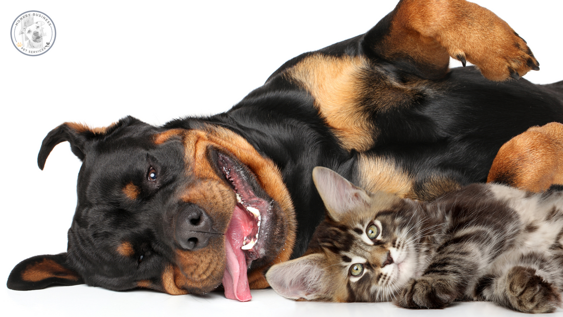 Sleep and Your Pet – Finding the Perfect Balance