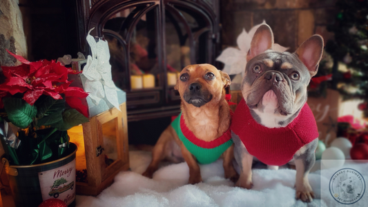 Winter Woes: How to Keep Your Pets Safe and Cozy This Season