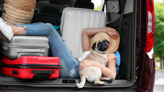 Traveling with Pets During the Holidays: Tips for a Stress-Free Journey